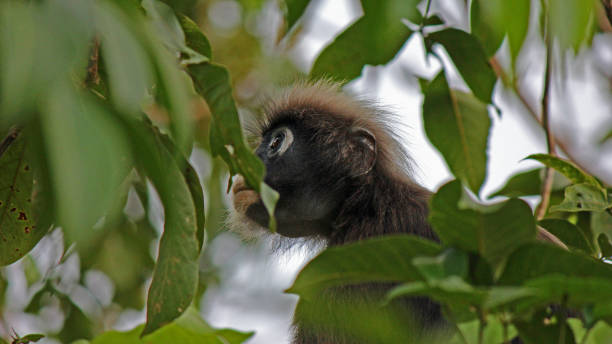 Dusky Leaf Monkey stock photo