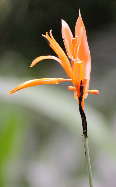 Orange Flower - Sandakan, Borneo Malaysia stock photo