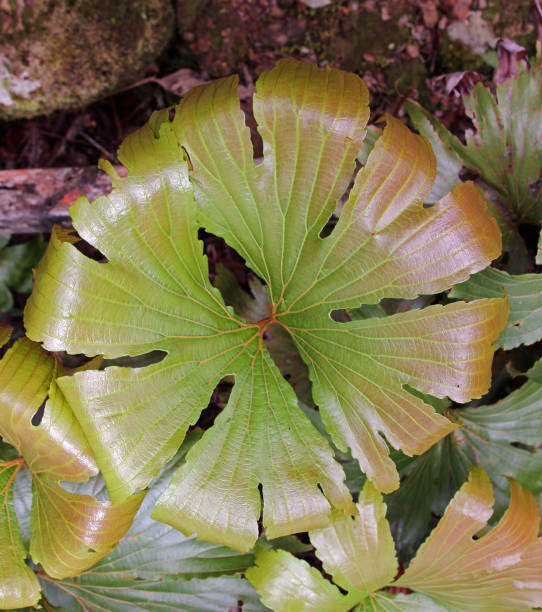 Dipteris Fern - Mt Kinabalu, Borneo Malaysia stock photo