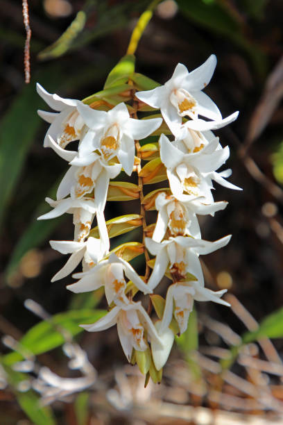 Wild Orchid Coelogyne sp. - Mt Kinabalu, Borneo Malaysia stock photo