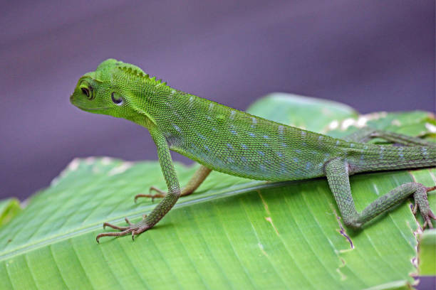 Green Tree Lizard - Kinabatangan River, Borneo Malaysia