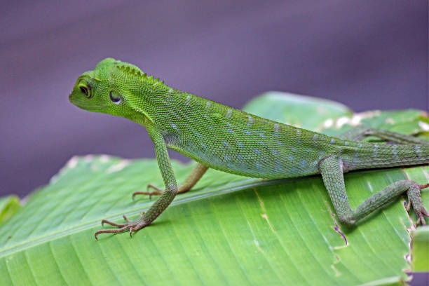 Green Tree Lizard - Kinabatangan River, Borneo Malaysia stock photo