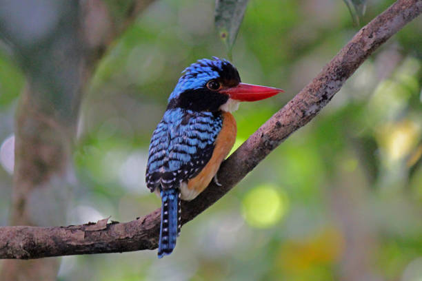 Banded Kingfisher - Sandakan, Borneo Malaysia stock photo
