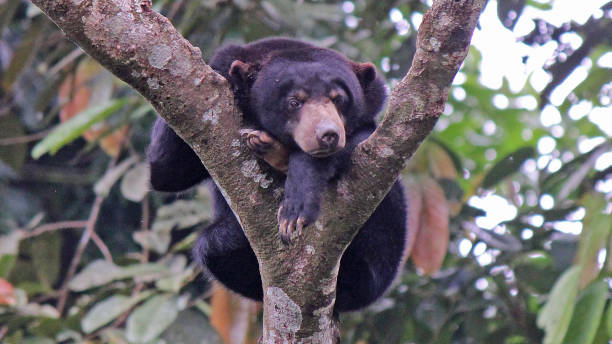 Sun Bear sleeping - Borneo Malaysia stock photo