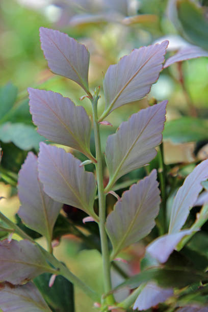 Purple/Grey Leaves on Mt Kinabalu - Borneo Malaysia stock photo