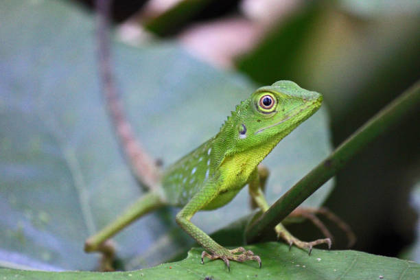 Green Tree Lizard - Kinabatangan River, Borneo Malaysia stock photo