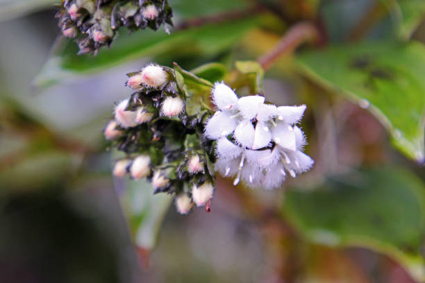 Small White flowers - Mt Kinabalu, Borneo Malaysia stock photo