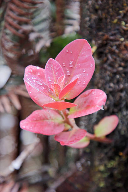 Pink Leaves - Mt Kinabalu, Borneo Malaysia stock photo