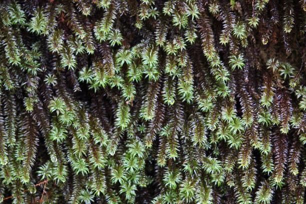 Green moss/vegetation - Mt Kinabalu, Borneo Malaysia stock photo