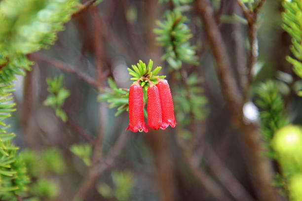 Rhododendron Ericoides - Mt Kinabalu, Borneo Malaysia stock photo