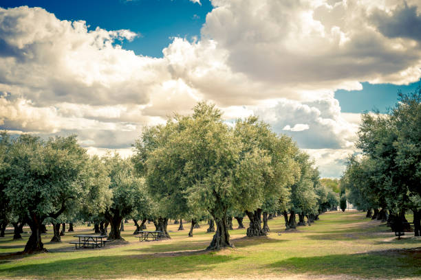 istock plantation of olive trees in the park 1146860449
