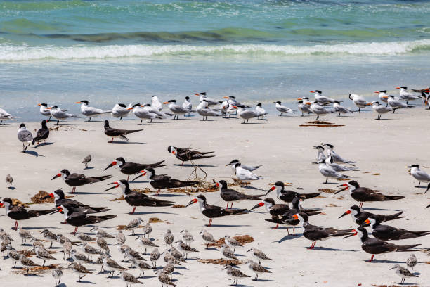 Gulls on the Florida Coast
