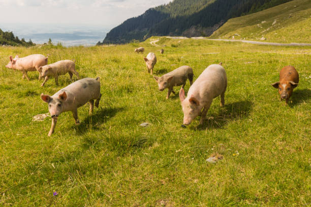 Pigs living in the mountains. Pigs in Caucasus mountain, Georgia.