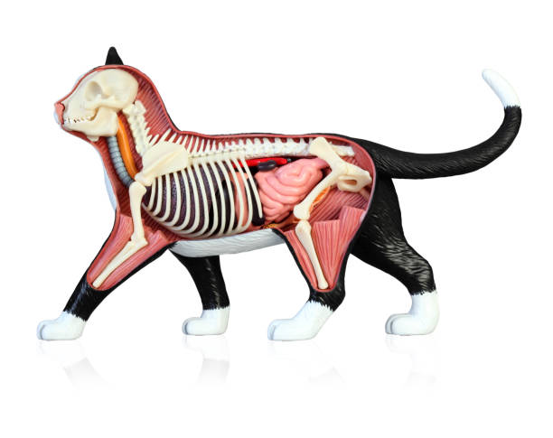 istock Anatomy of a cat 1146862732