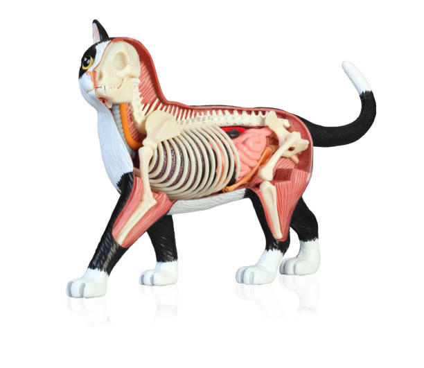 istock Anatomy of a cat 1146862734