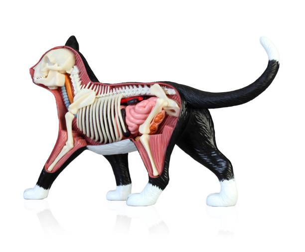 istock Anatomy of a cat 1146862736