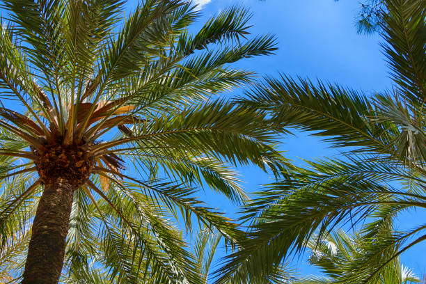 istock Tropical beautiful green palm trees against a bright blue sky. 1146863603