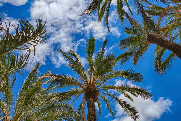 istock Tropical beautiful green palm trees against a bright blue sky. 1146863605