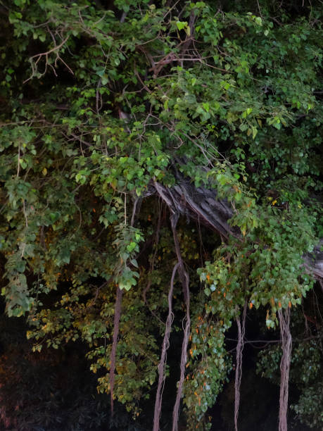 istock branches of a large tropical tree, night time 1146863979