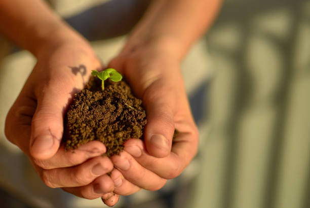 istock Selective focus, with a blurred background, of a tender basil 1146869575