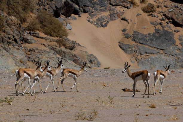 istock Herd of springbok, in Huab River Valley,Namibia 1146869697