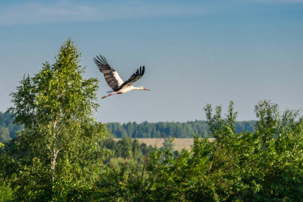 A stork in the sky flying over the field and over the forest