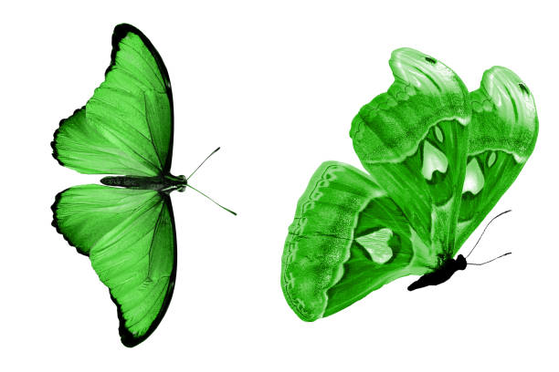 beautiful two green butterflies isolated on white background