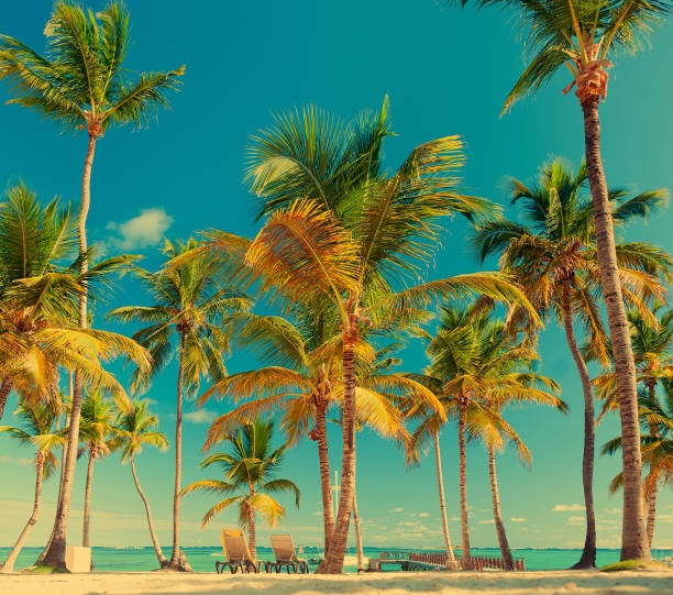 istock Two sunbeds on the beach under palm trees. Beautiful ocean view. Tropical greenery 1146870872