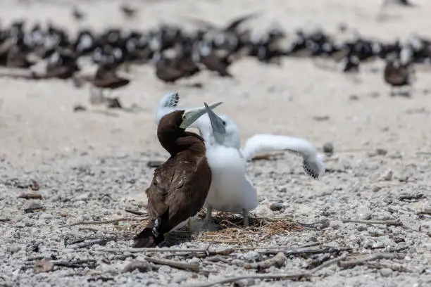 Breeding terns - Great Barrier Reef - Michaelmas Cay National Park - in the northeast of the Australian state of Queensland