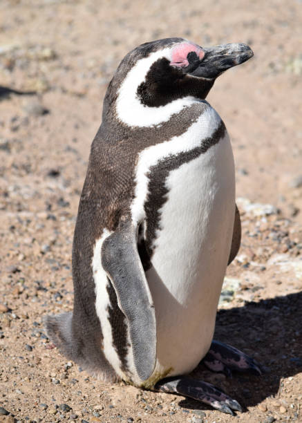 istock Magellanic penguin at Peninsula Valdes (Argentina) 1146874960