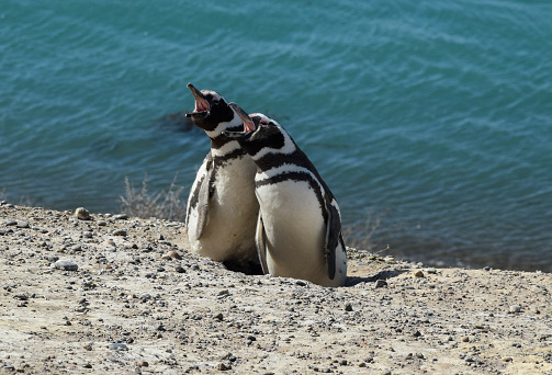 Par de pingüinos de Magallanes en el Peninsula Valdes photo