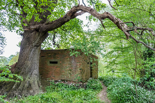 Second World War Type 24 Pillbox with brick construction and concrete loopholes being overgrown underneath a crooked tree branch in a woodland setting in Mole Valley, Surrey, UK.