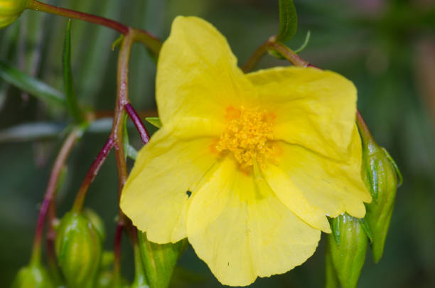 Helianthemum inaguae. Pajonales. Integral Natural Reserve of Inagua. Tejeda. Gran Canaria. Canary Islands. Spain.