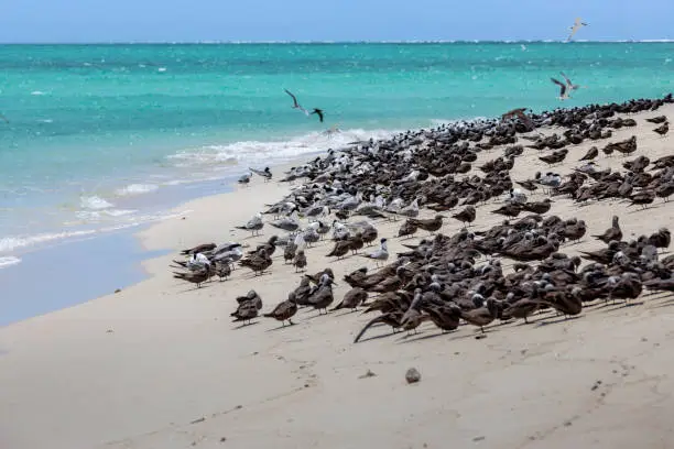 Breeding terns - Great Barrier Reef - Michaelmas Cay National Park - in the northeast of the Australian state of Queensland