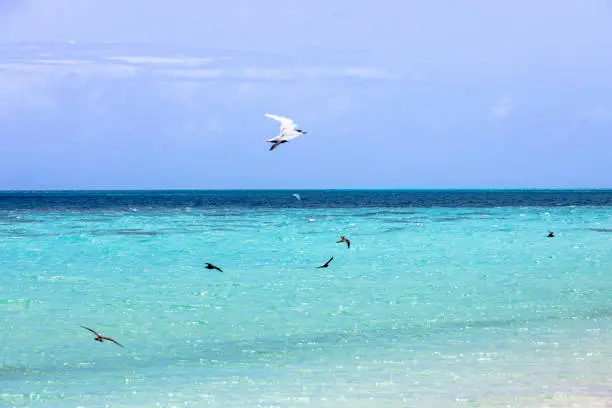 Great Barrier Reef - Michaelmas Cay National Park - 40 km northeast of Cairns in the northeast of the Australian state of Queensland