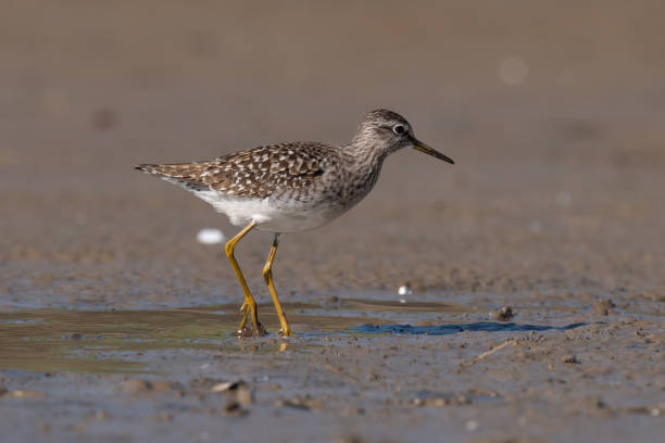istock The wood sandpiper (Tringa glareola) 1146878575