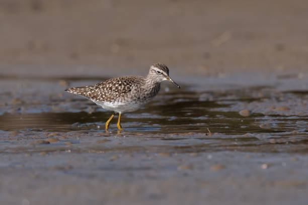 istock The wood sandpiper (Tringa glareola) 1146878584