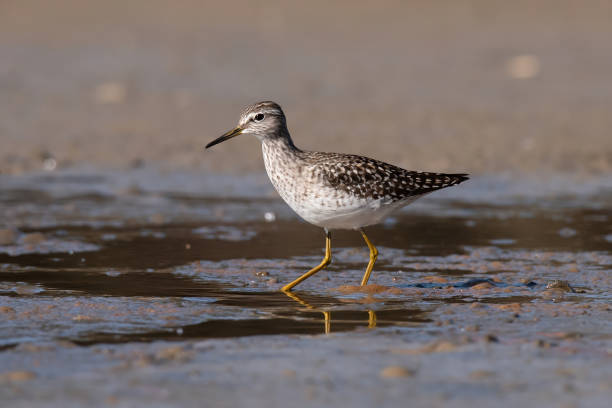 istock The wood sandpiper (Tringa glareola) 1146878593