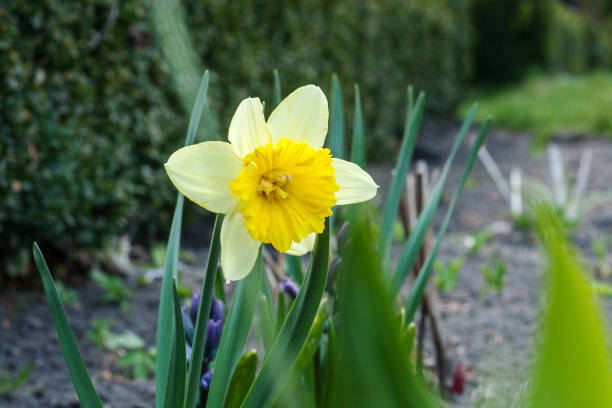 fleur de narcisse jaune poussant dans le jardin de printemps - derringer photos et images de collection