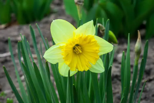 Photo of Yellow Narcissus flower growing in spring garden