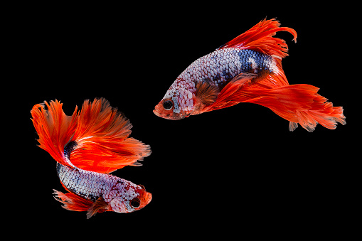 Capture the moving moment of siamese fighting fish, Two betta fish isolated on black background