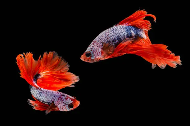 Photo of Capture the moving moment of siamese fighting fish, Two betta fish isolated on black background