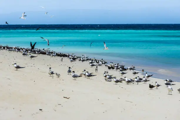 Breeding terns - Great Barrier Reef - Michaelmas Cay National Park - in the northeast of the Australian state of Queensland