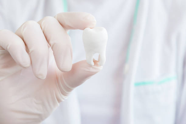 istock Dentist hand in rubber protective glove holding white tooth. Teeth hygiene. Concept of specialist recommendation. Closeup. Front view. 1146880739