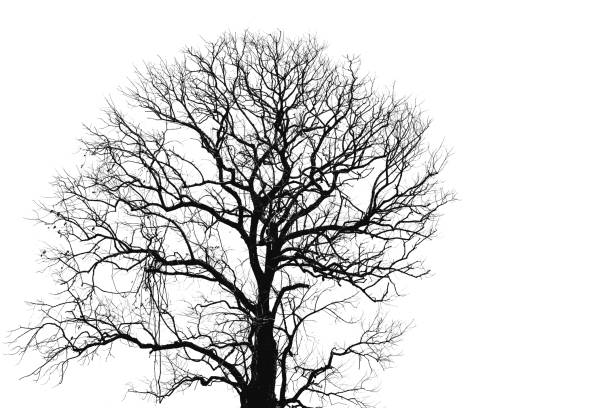 istock Dead tree and branch isolated on white background. Black branches of tree backdrop. Nature texture background. Tree branch for graphic design and decoration. Art on black and white scene. 1146881448
