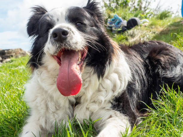 istock A border collie in a lawn 1146881642