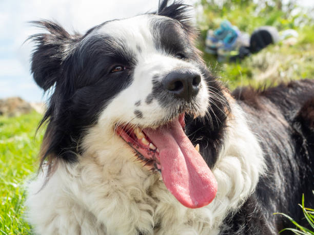 istock A border collie in a lawn 1146881715