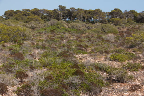 The slopes of the mountain surrounded by pine forests