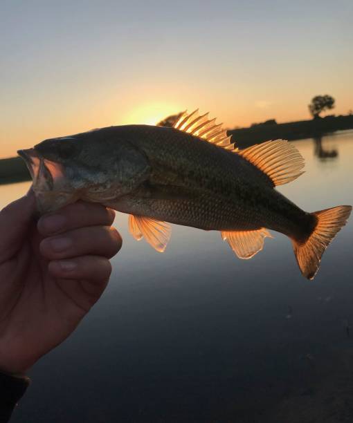 istock Bass portrait at sunset 1146883529