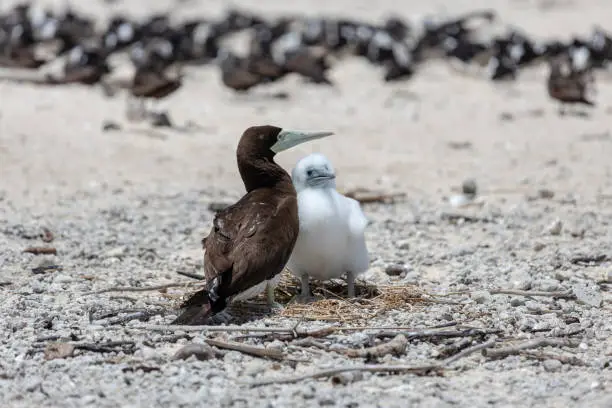 Breeding terns - Great Barrier Reef - Michaelmas Cay National Park - in the northeast of the Australian state of Queensland